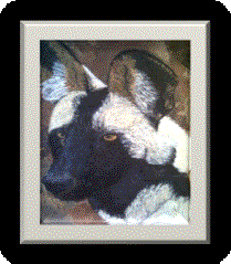 Wild dog 3.jpg